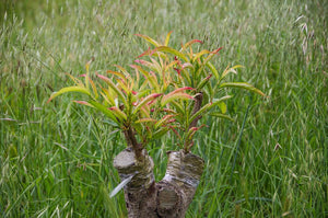 Teaching an Old Tree New Tricks