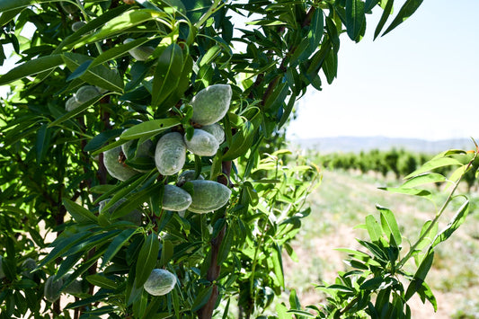 A Toast to our Roasted Almonds!