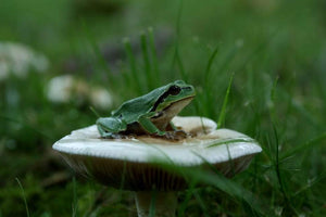 Got Mushrooms?