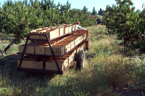 Frog Hollow Farm Is Getting 'Fast & Furious' This Stone Fruit Season