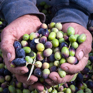 Frog Hollow Farm's Organic Extra Virgin Olive Oil Analysis