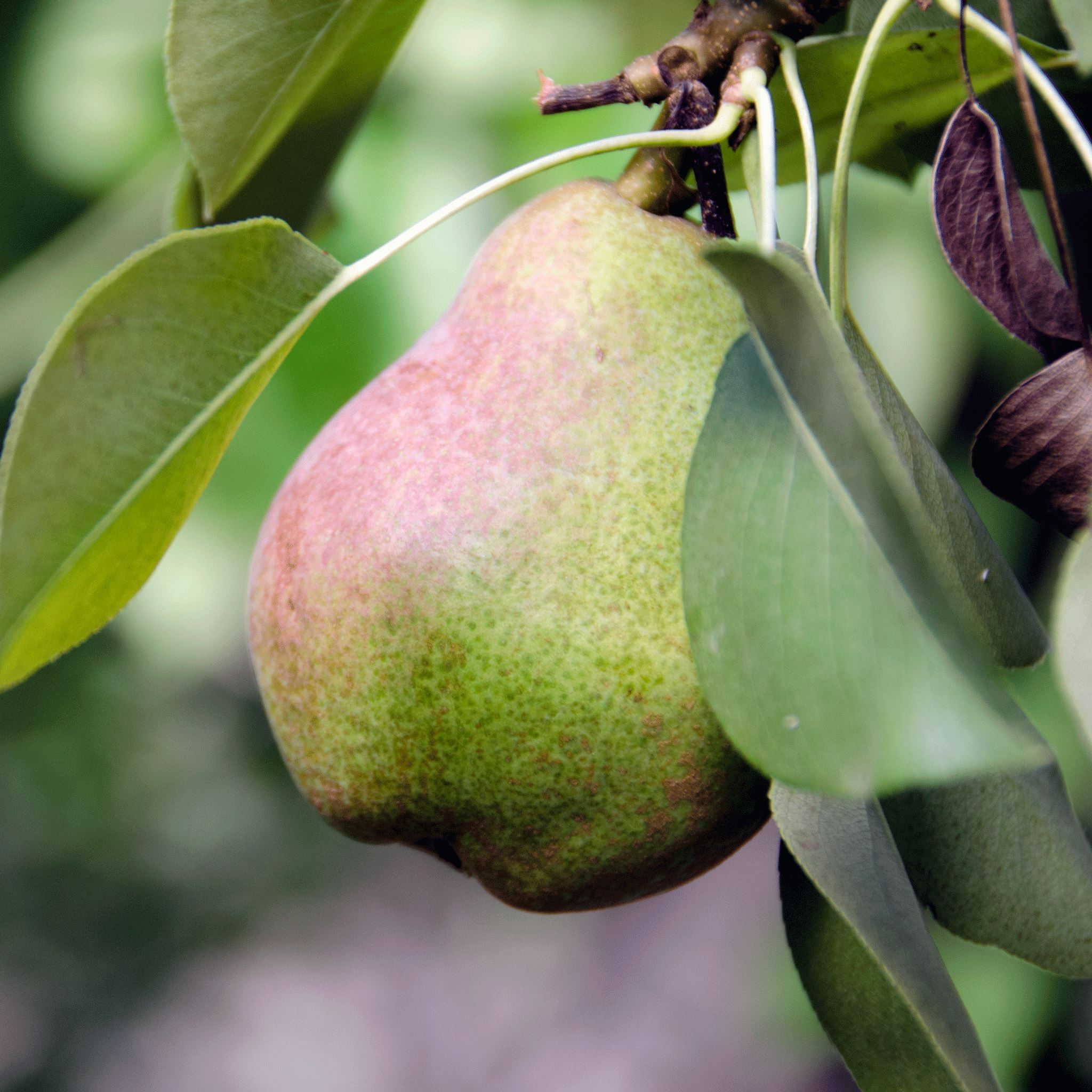 Five Health Benefits of Eating Pears – Frog Hollow Farm
