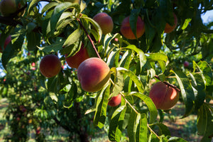 Health Benefits of Peaches (It’s All in the Dirt)