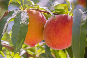 Peaches Are The Best Gifts for The Holidays!