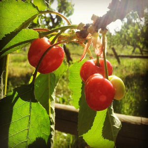The 2013 Organic Stone Fruit Season Has Begun!