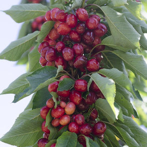 What's your favorite cherry?