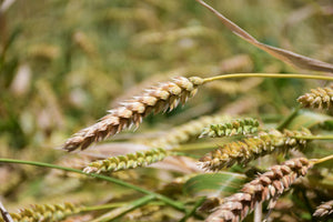 Community Grains: Grown with Integrity