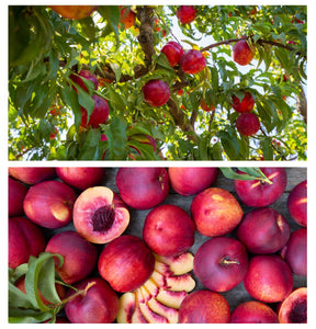 The Sugar and Science of a Sublime Nectarine