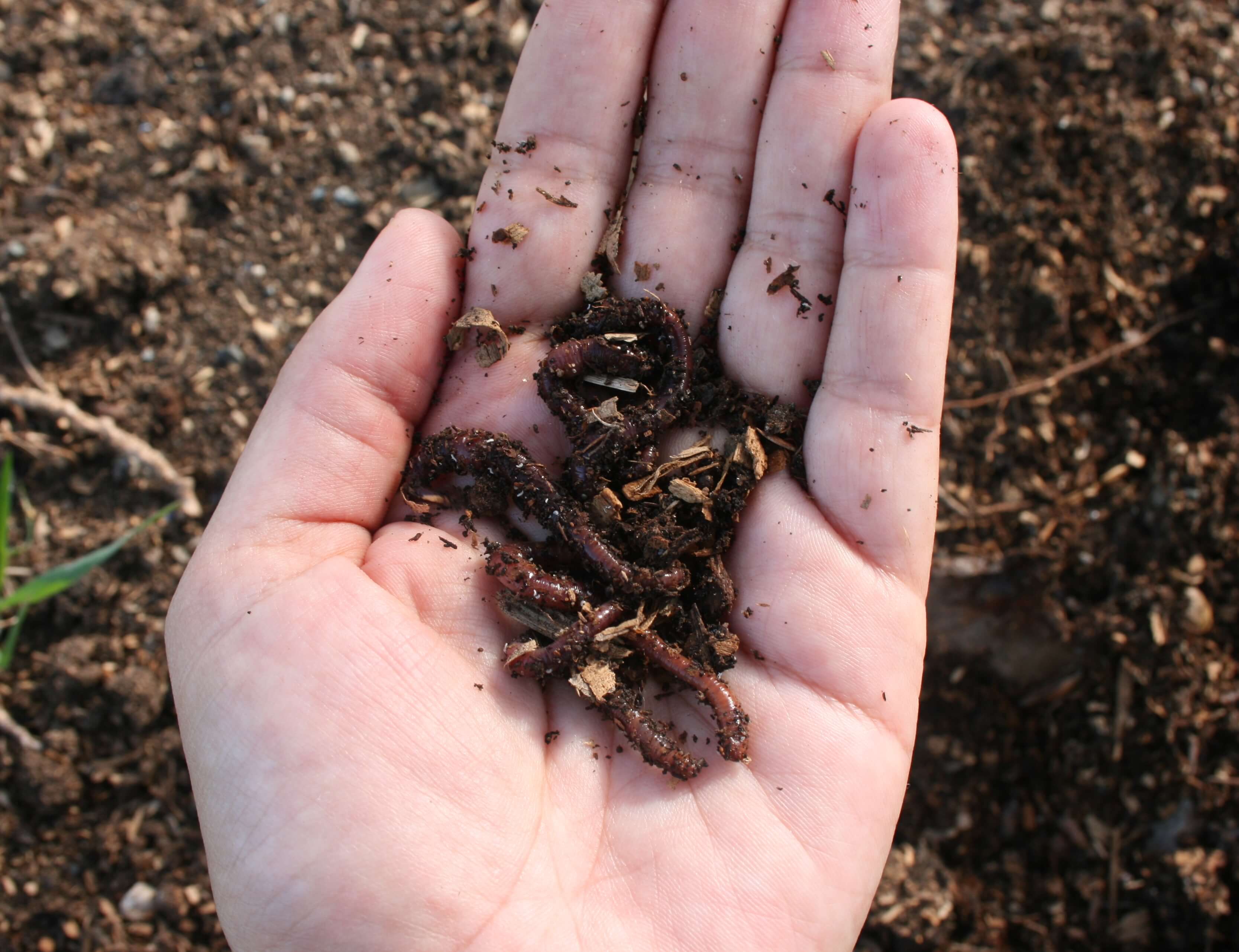 Soil Health - Building Resilience to Drought – Frog Hollow Farm