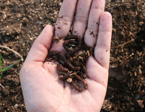 Soil Health - Building Resilience to Drought