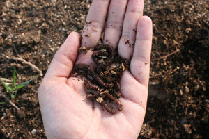A hand with soil and worms in it, hovering over a background of soil.