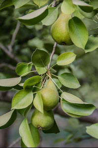 Frog Hollow Farm Bringing Famed Warren Pears to Customers Across U.S.