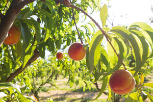 Peaches