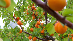 Kettleman apricots on the tree
