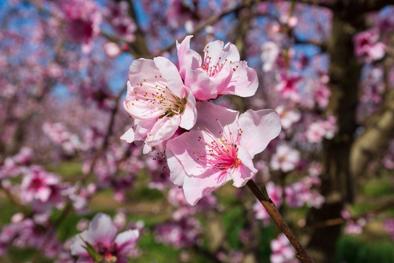 A close up of light pink blossoms in the foreground, against a blurred background of more pink blossoms on a tree.