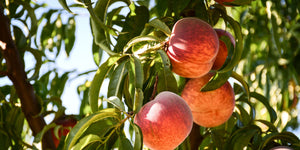 Organic O'Henry Peaches  Pre-Order – Frog Hollow Farm