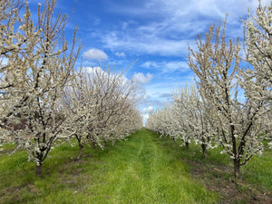 https://www.froghollow.com/cdn/shop/files/Pluot_orchard_March_2023_v2_1074627c-89f2-4c1a-9839-8dc95f4462d1_300x300.jpg?v=1678819402