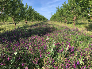 Organic Cal Red Peaches  Pre-Order – Frog Hollow Farm