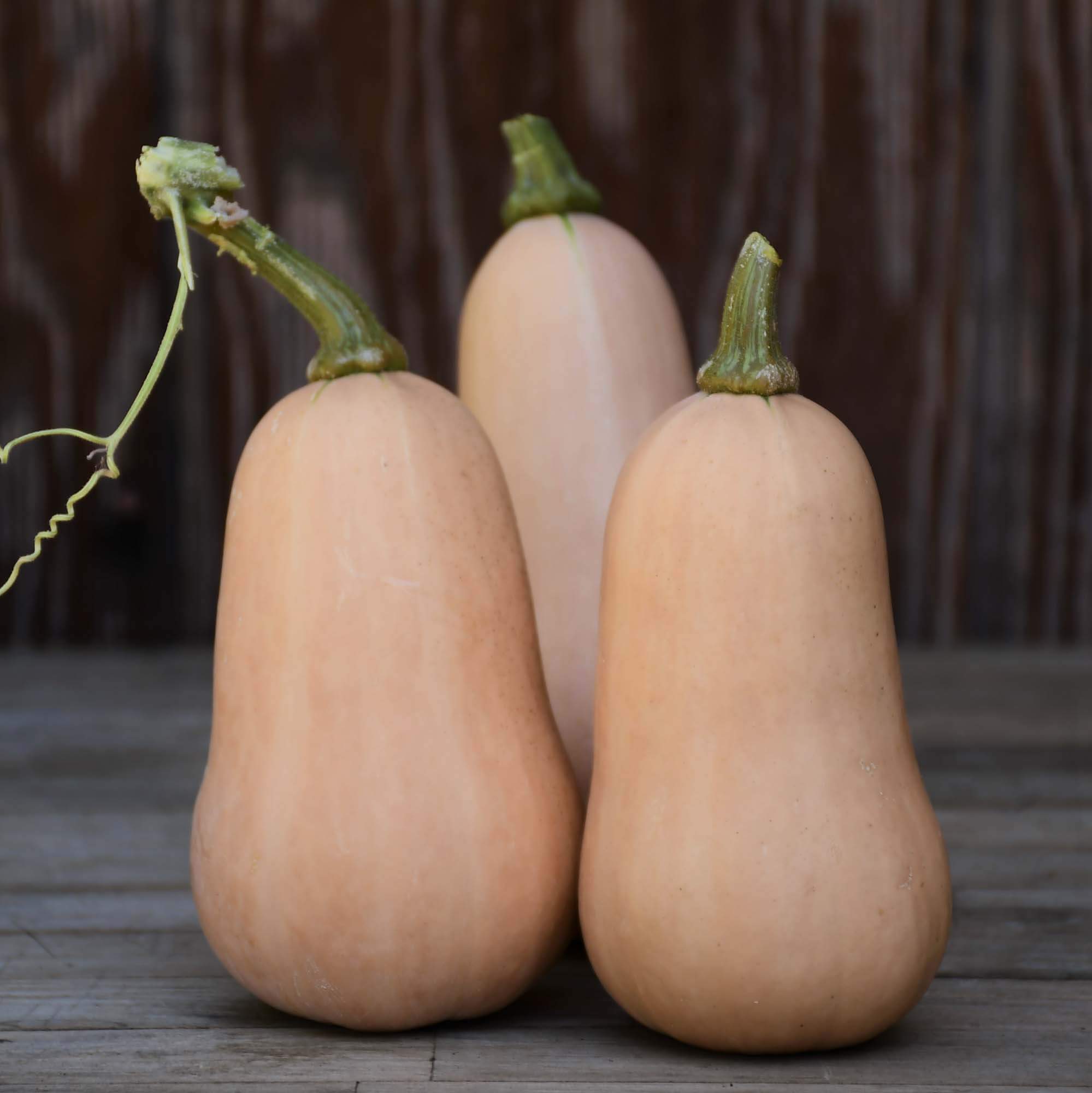 898_Trial_Row_7_Squash.jpg?v=