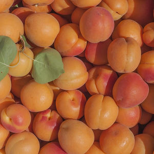 https://www.froghollow.com/cdn/shop/products/Apricots_sq_300x300.jpg?v=1555625449