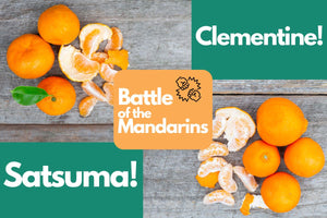 Battle of the Mandarins