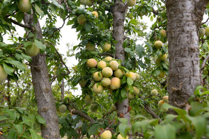 Organic Nagafu Fuji Apples – Frog Hollow Farm