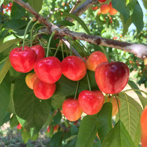 Organic Rainier Cherries, Online Fruit Delivery