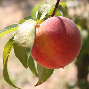 Organic Peaches | Organic Fruit Delivery