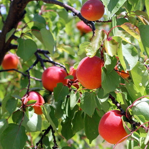Organic Robada Apricots