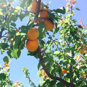 Kettleman Apricots | Organic Fruit Delivery