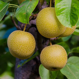 Organic Asian Pears | Organic Fruit Delivery