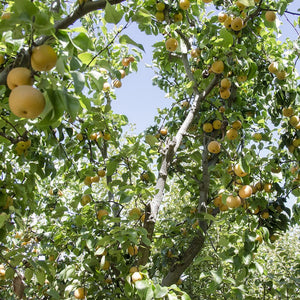 Organic Asian Pears | Organic Fruit Delivery