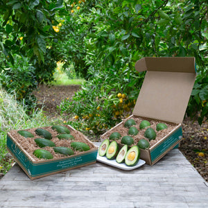 An idyllic image of two craft gift baskets filled with dark green, buttery avocados, set against a background of vibrant greenery.