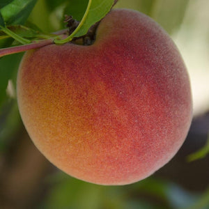 2024 Gotta Have My Peaches | Organic Fruit Club | 4-12 Shipments