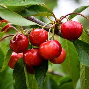 Organic Brooks Cherries