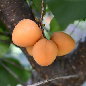 Organic CandyCot Apricots