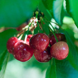 Gotta Have My Cherries | Organic Fruit Delivery