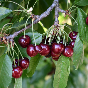 Organic Cherries | Pre-Order