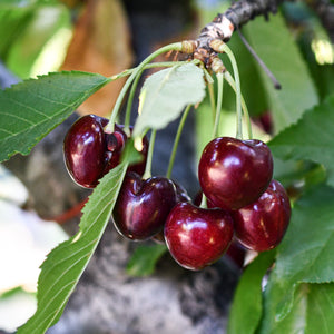 Organic Cherries | Pre-Order
