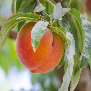 Organic Peaches, Farm to Table, Home Delivery, Office Dleivery