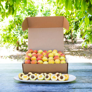 Candy Cot Organic Cot-N-Candy Apriums - Frog Hollow Farm