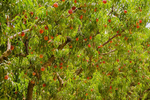 Organic Peaches, Farm to Table, Home Delivery, Office Dleivery