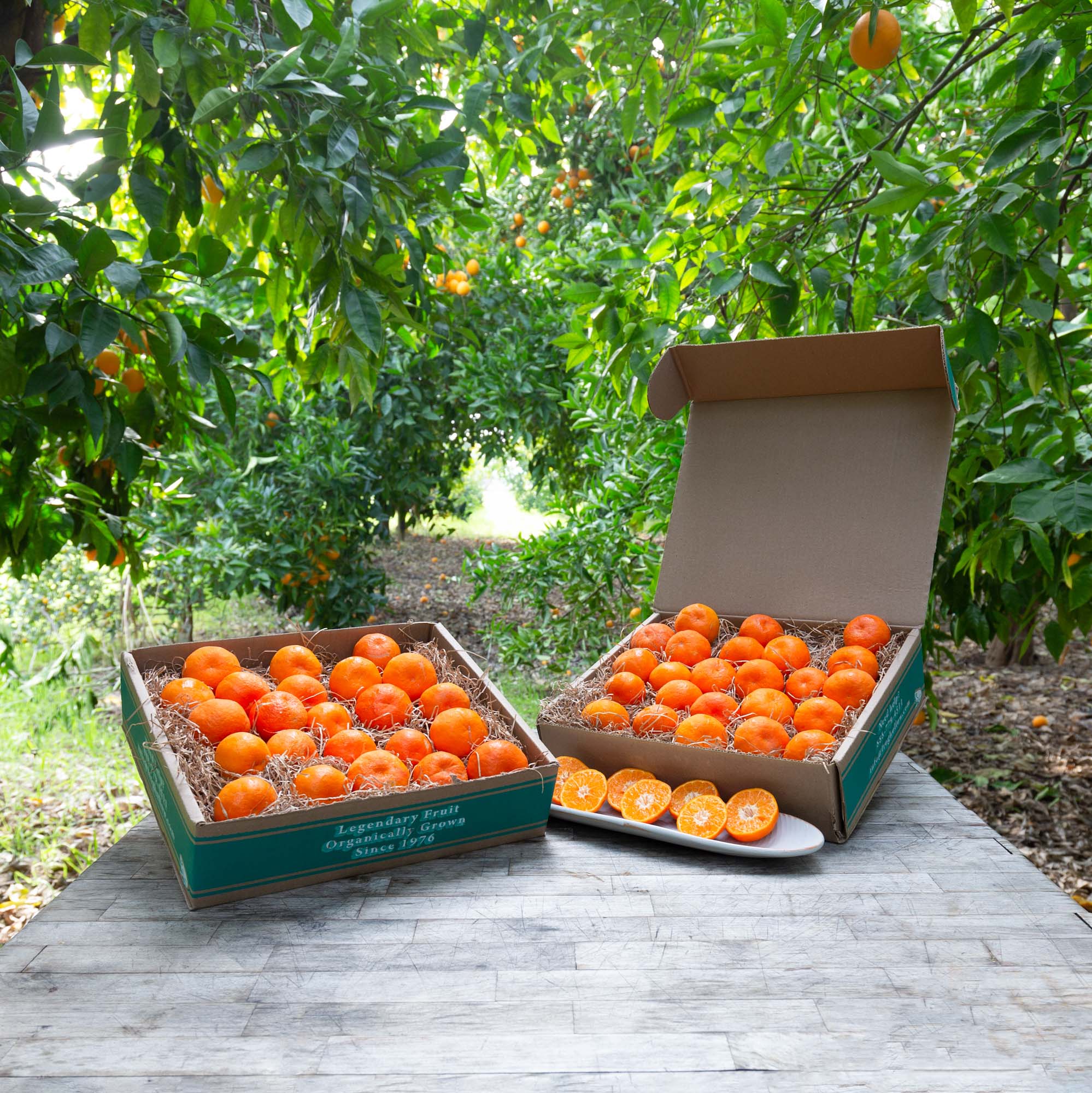 Daisy Tangerines - Frog Hollow Farm