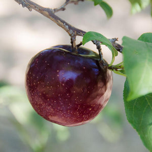 Organic Flavor King Pluots | Organic Fruit Delivery