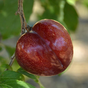 organic flavor king on tree