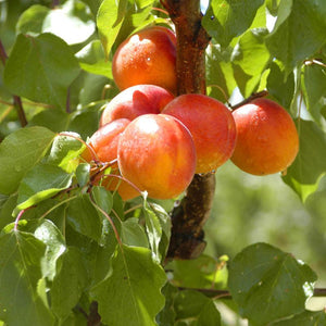 Organic Apricots | Organic Fruit Delivery