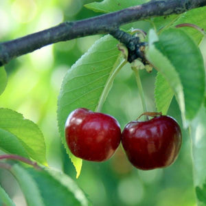 Organic Bing Cherries (Pre-Order) | Organic Fruit Delivery