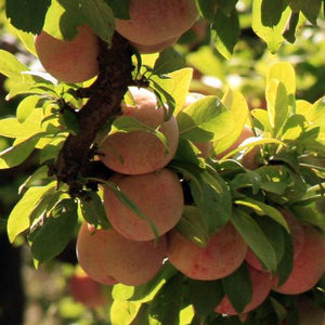 Organic Dapple Dandy Pluots | Organic Fruit Delivery