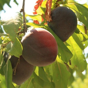 Organic Pluots | Organic Fruit Delivery