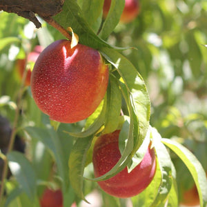 Organic Fantasia Nectarines | Organic Fruit Delivery